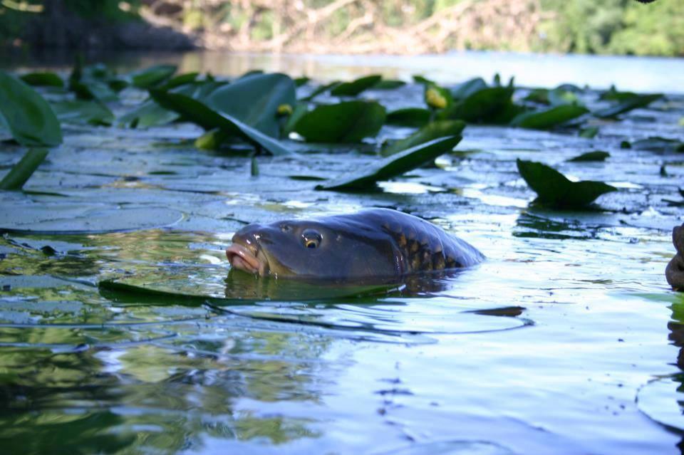 Carp Fishing - 166079419552351477633625055633n.jpg